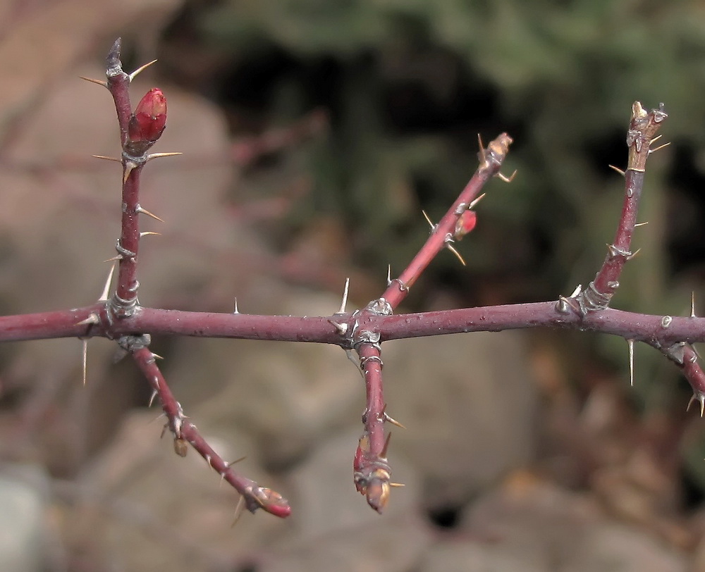 Image of Rosa koreana specimen.