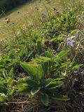 Salvia ringens