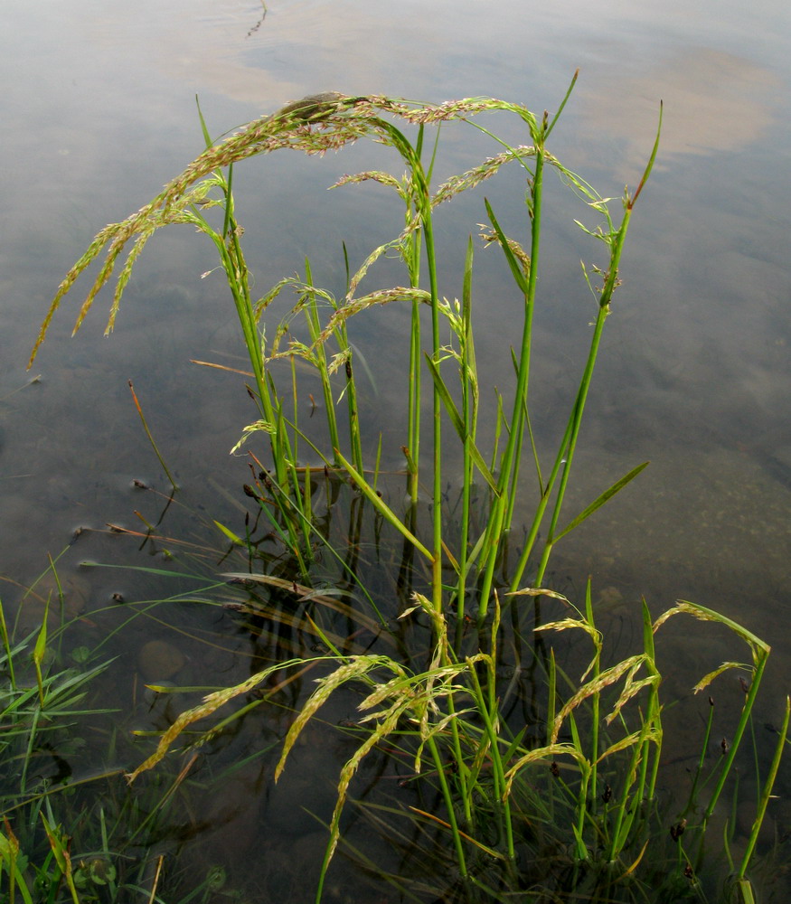 Image of Deschampsia kaschinae specimen.