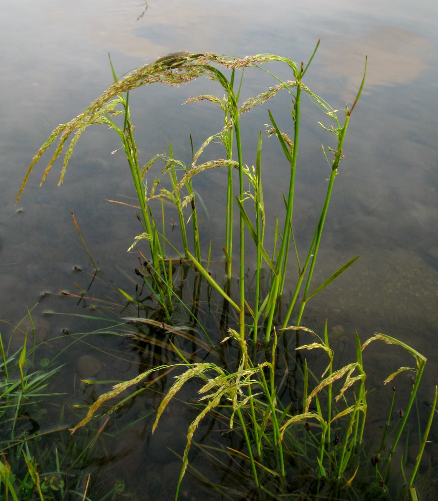 Изображение особи Deschampsia kaschinae.