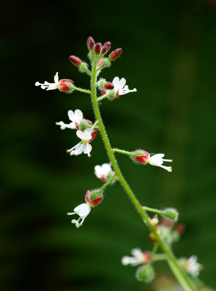 Изображение особи Circaea lutetiana ssp. quadrisulcata.