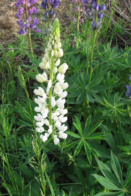 Изображение особи Lupinus &times; regalis.