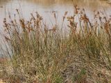 Juncus maritimus