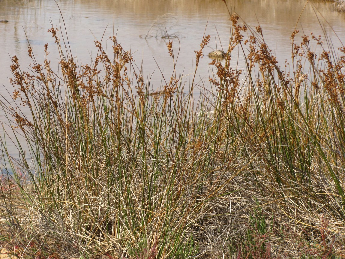 Image of Juncus maritimus specimen.