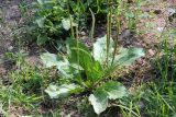 Plantago major