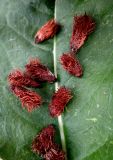 Glycyrrhiza echinata