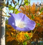 Ipomoea tricolor