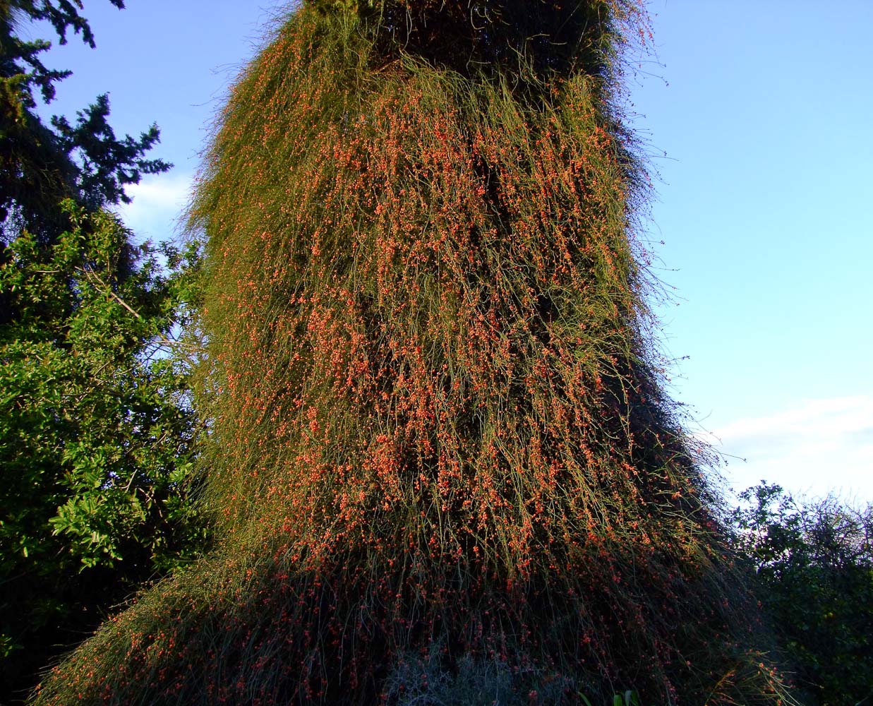 Изображение особи Ephedra aphylla.