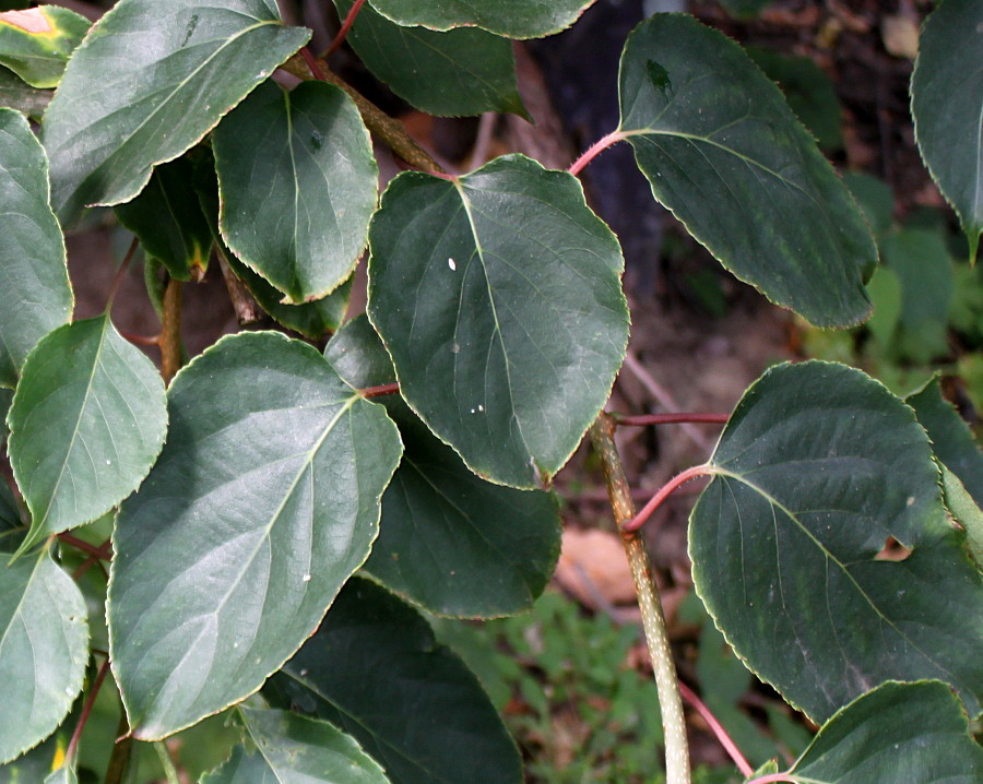 Изображение особи Actinidia arguta.