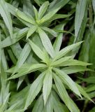 genus Solidago. Верхушки побегов. Германия, г. Дюссельдорф, Ботанический сад университета. 14.08.2013.