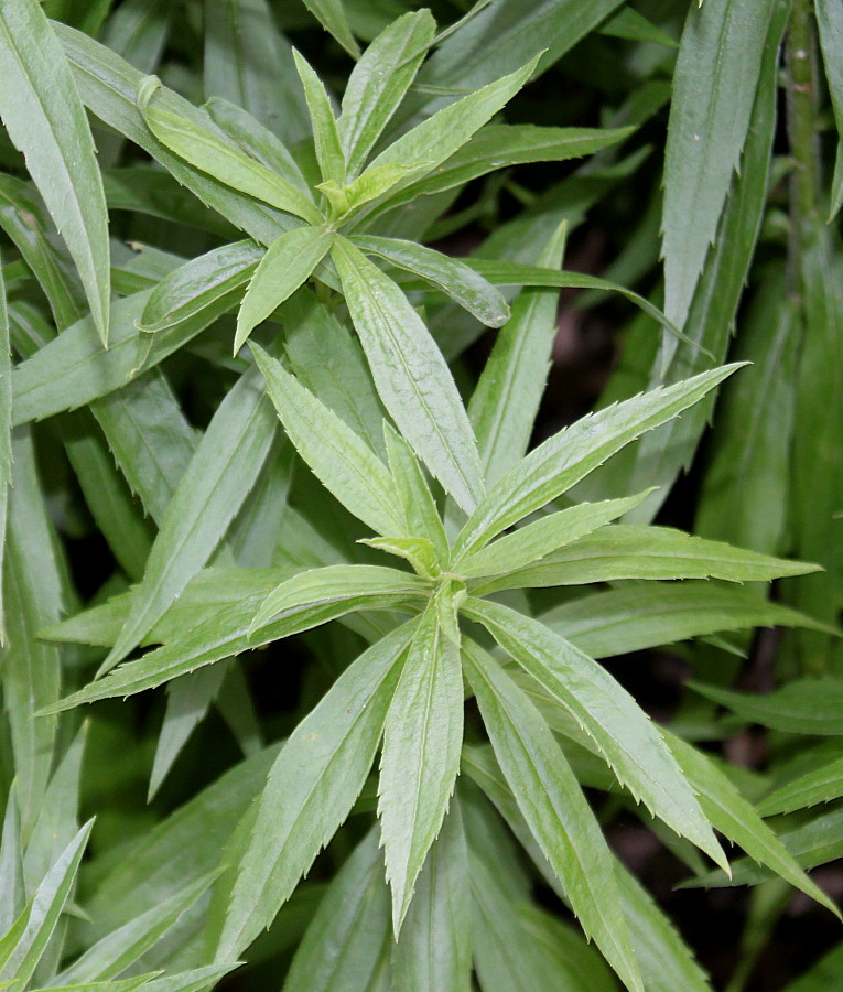 Изображение особи род Solidago.