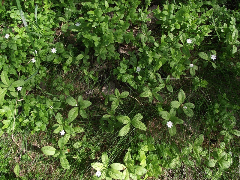 Изображение особи Trientalis europaea.