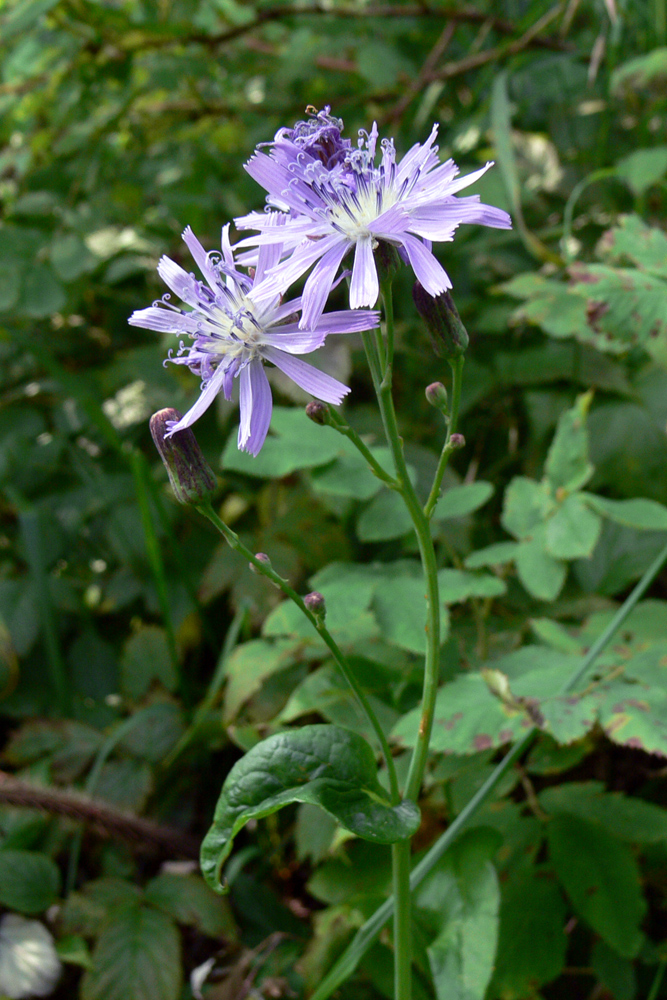 Изображение особи Lactuca sibirica.