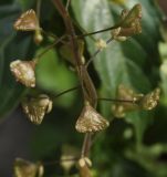 Capsella grandiflora