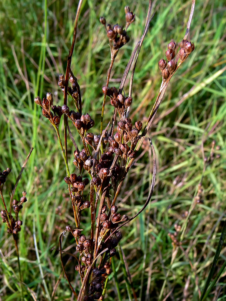 Изображение особи Juncus compressus.