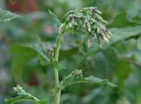 Lactuca serriola