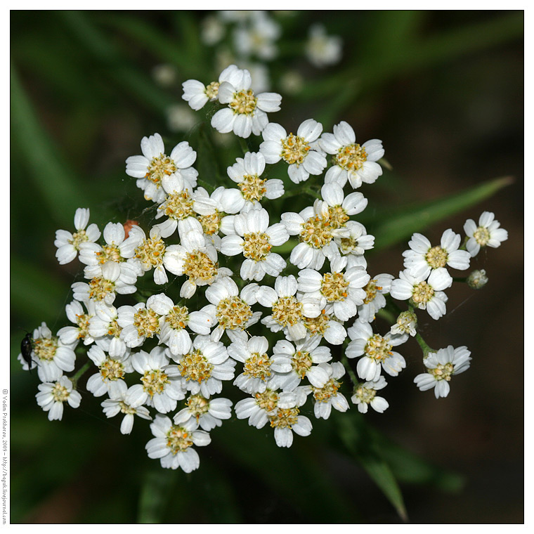 Image of Achillea cartilaginea specimen.