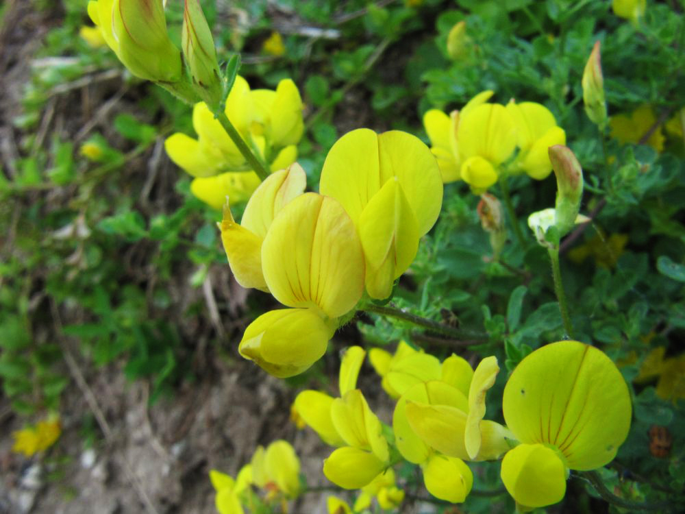 Image of Lotus dvinensis specimen.