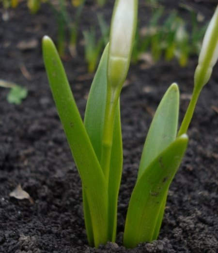 Image of Galanthus caspius specimen.