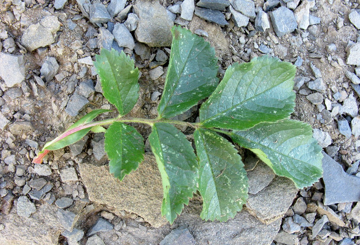 Image of genus Rosa specimen.