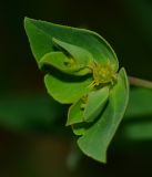 Euphorbia terracina