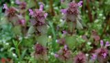 Lamium purpureum