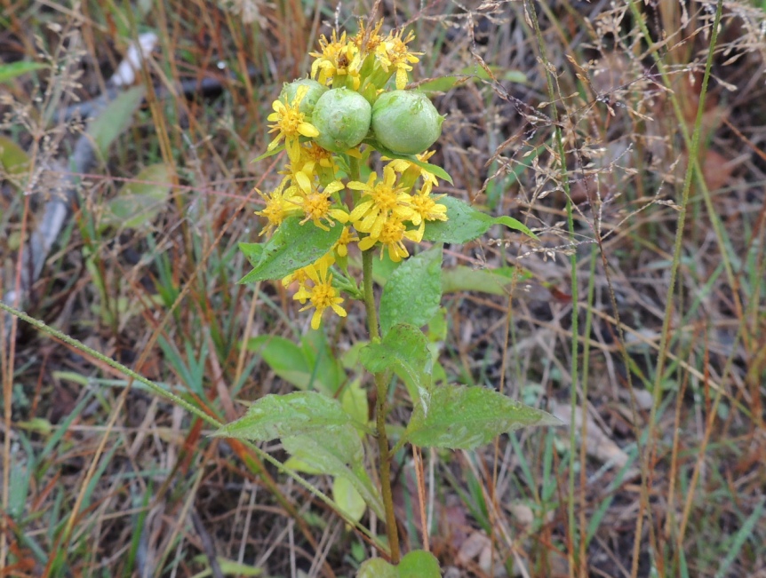 Image of Solidago virgaurea ssp. dahurica specimen.