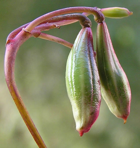 Изображение особи Impatiens glandulifera.