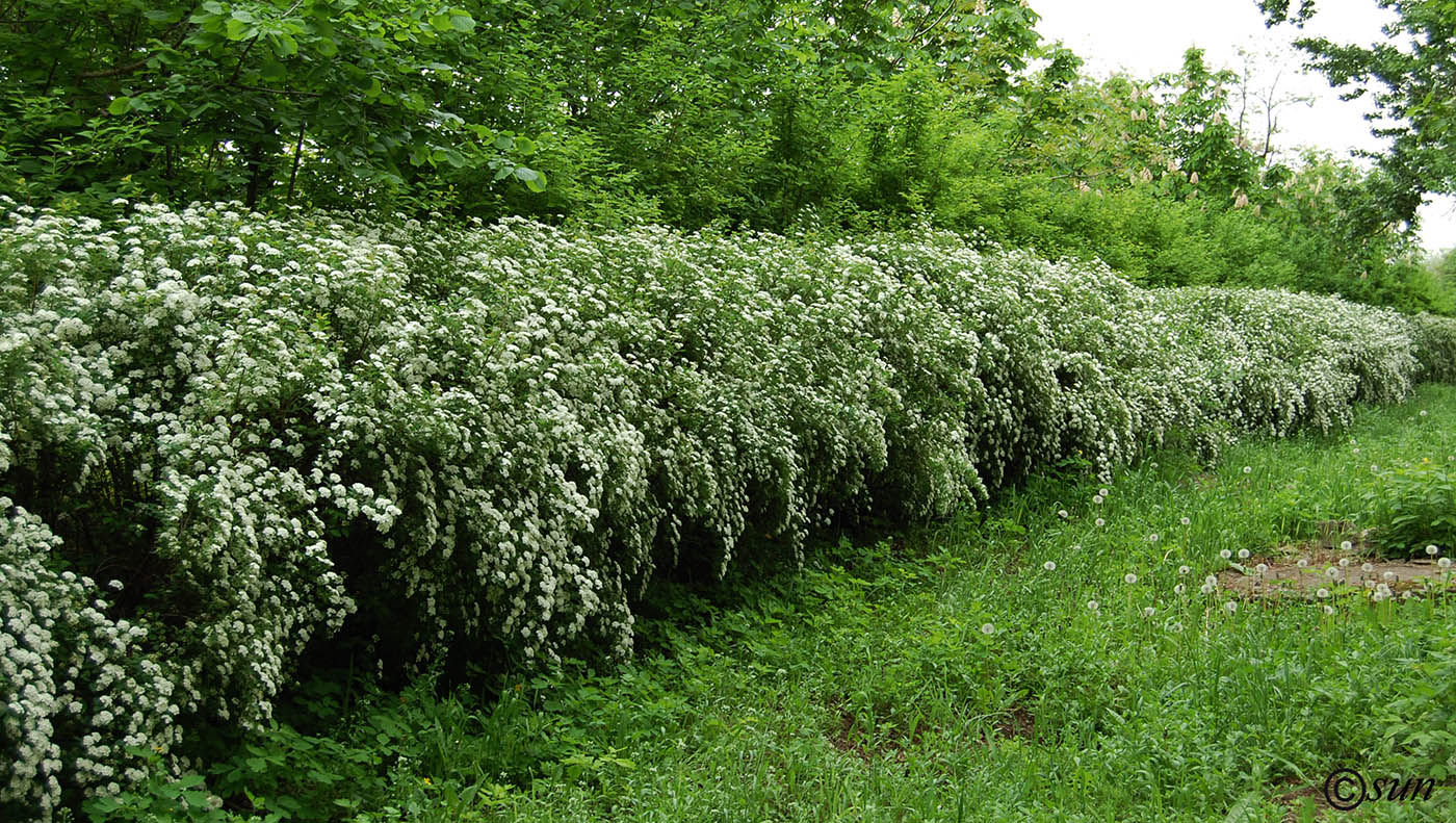 Изображение особи Spiraea lanceolata.