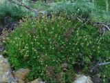 Saxifraga cherlerioides