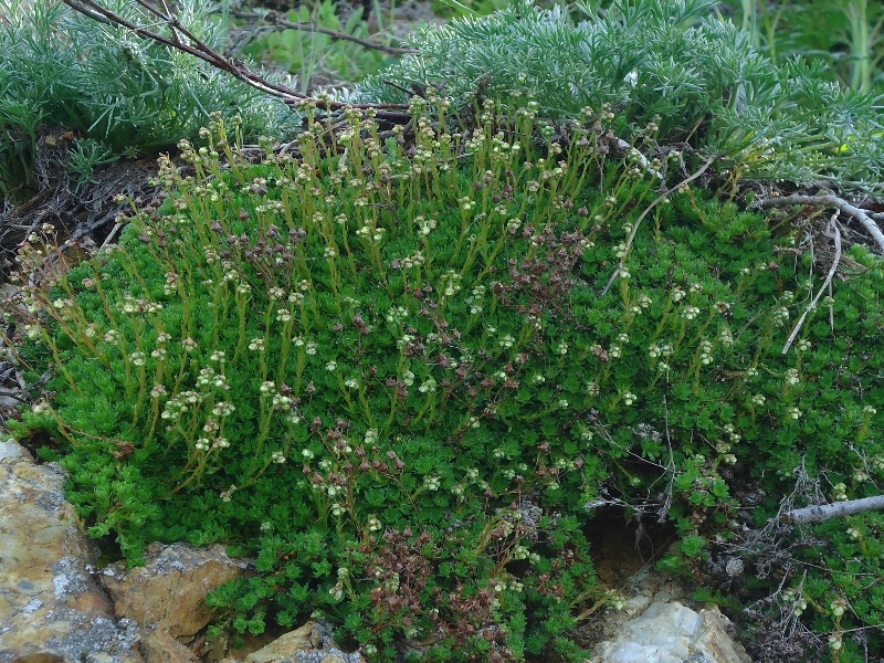 Image of Saxifraga cherlerioides specimen.