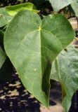 Paulownia tomentosa