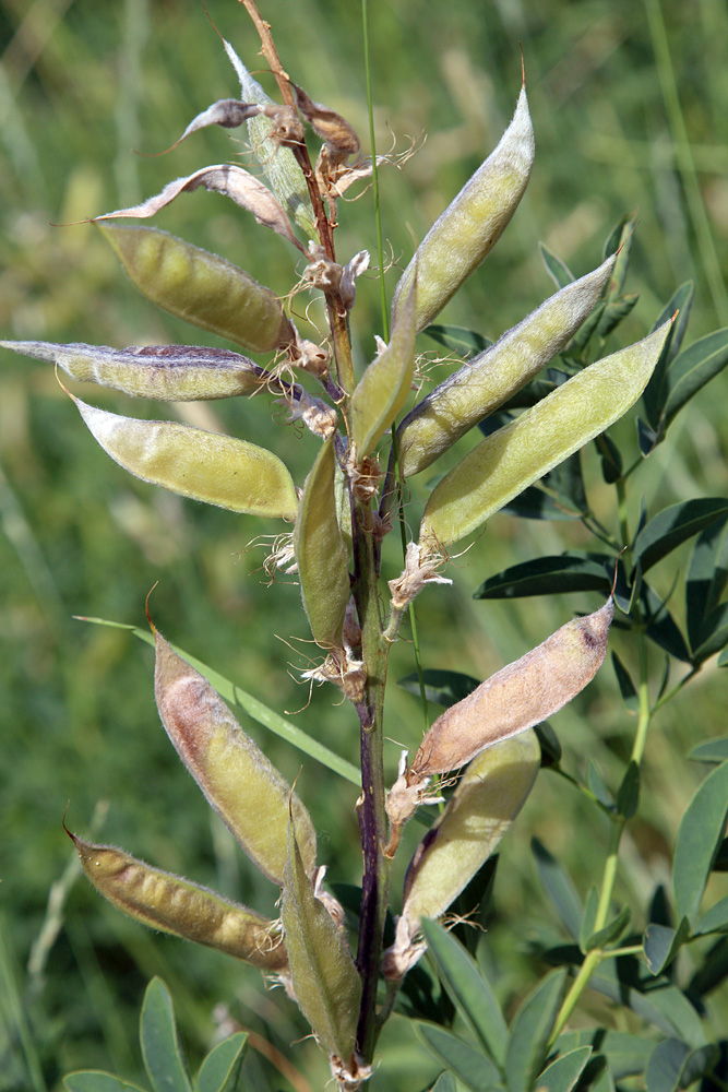 Image of Thermopsis alterniflora specimen.