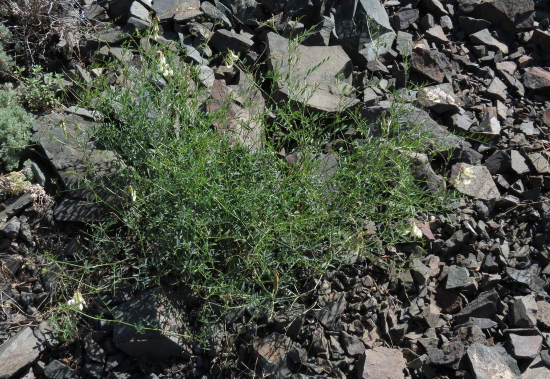 Image of Vicia costata specimen.