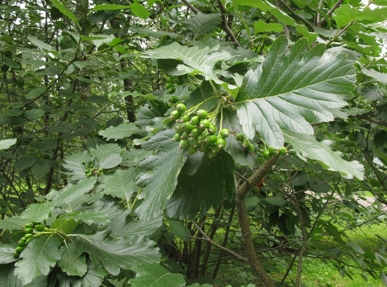 Изображение особи Sorbus colchica.