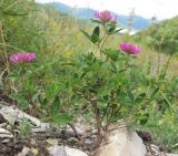 Trifolium medium