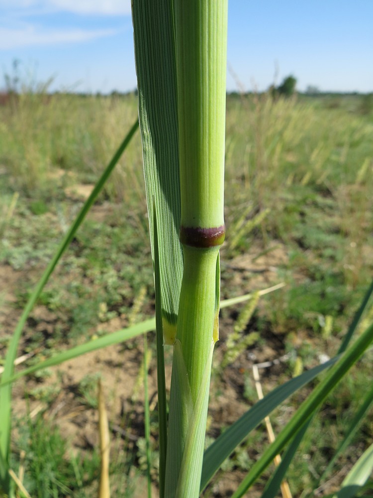 Изображение особи Leymus racemosus ssp. crassinervius.