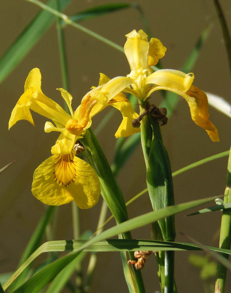 Image of Iris pseudacorus specimen.