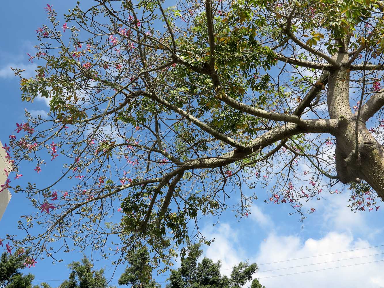 Изображение особи Ceiba speciosa.