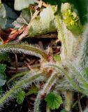 Heuchera cylindrica. Черешки прикорневых листьев. Германия, г. Дюссельдорф, Ботанический сад университета. 03.06.2014.