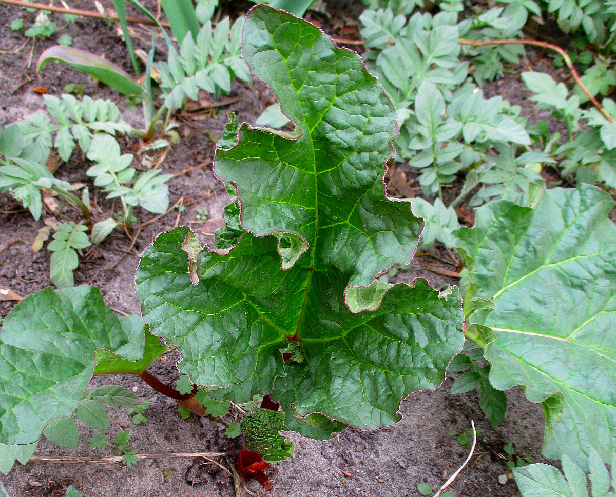 Image of Rheum rhabarbarum specimen.