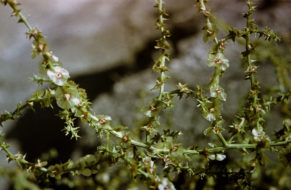 Изображение особи Salsola tamamschjanae.