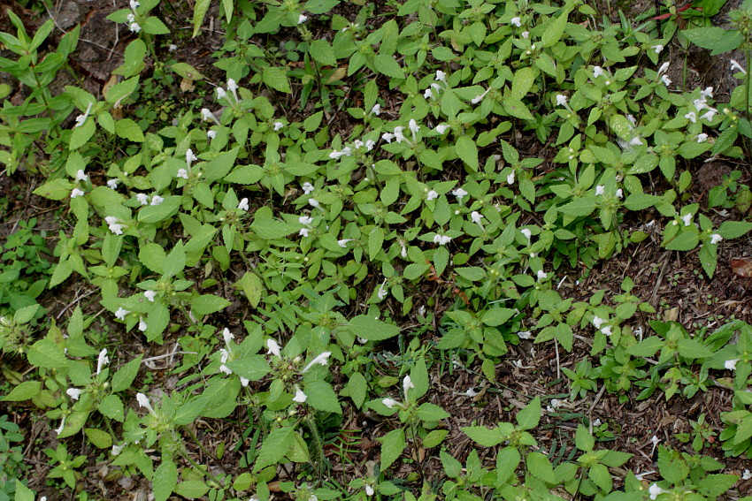 Image of Galeopsis tetrahit specimen.