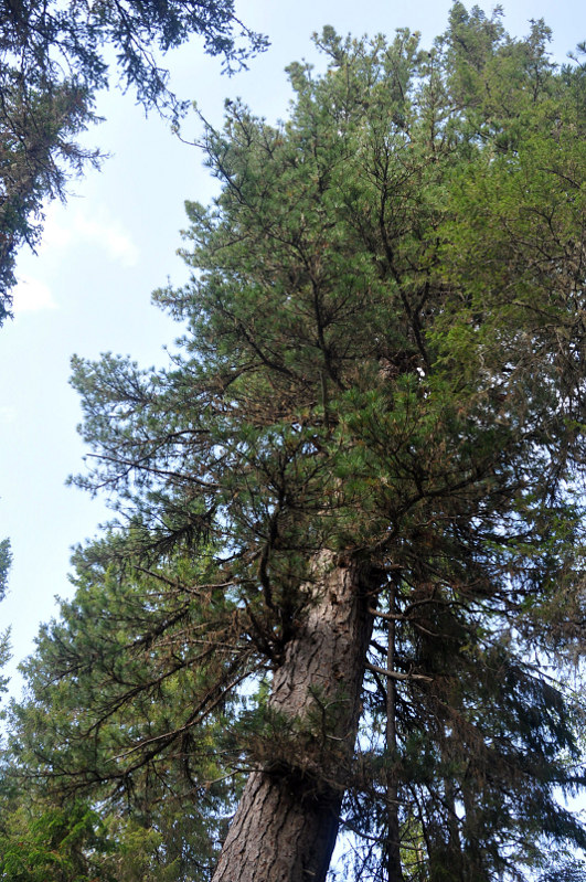 Изображение особи Pinus sibirica.