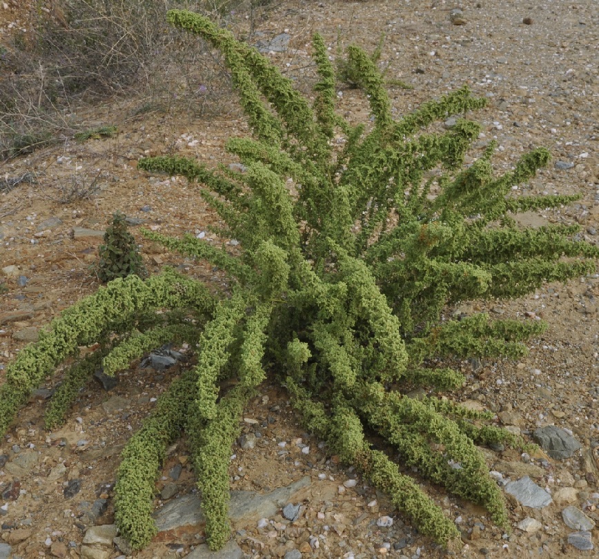 Image of Dysphania botrys specimen.