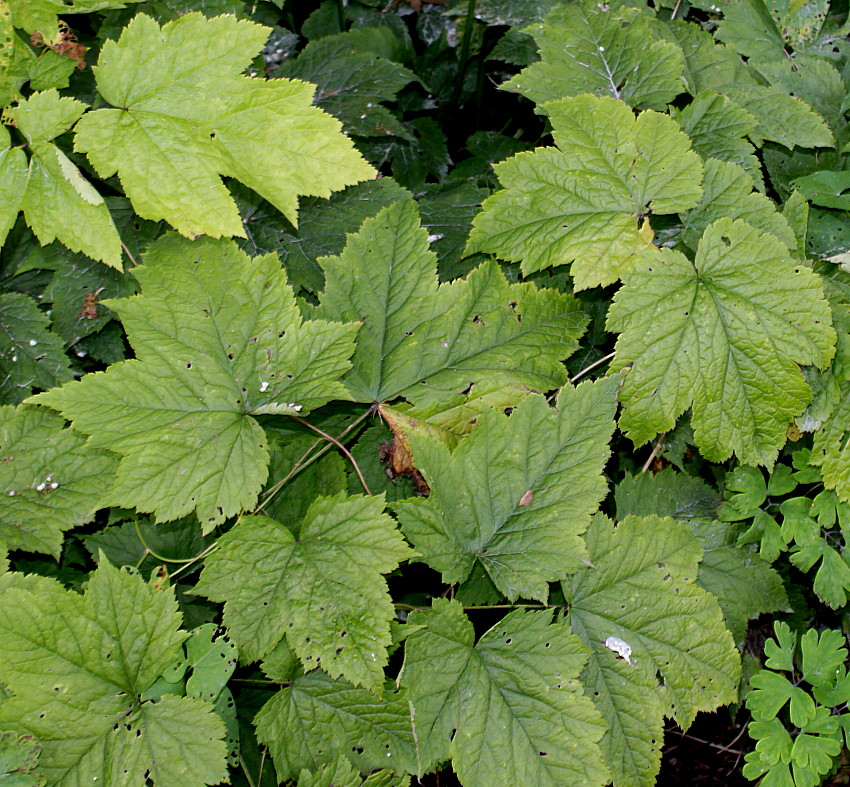 Изображение особи Cimicifuga rubifolia.