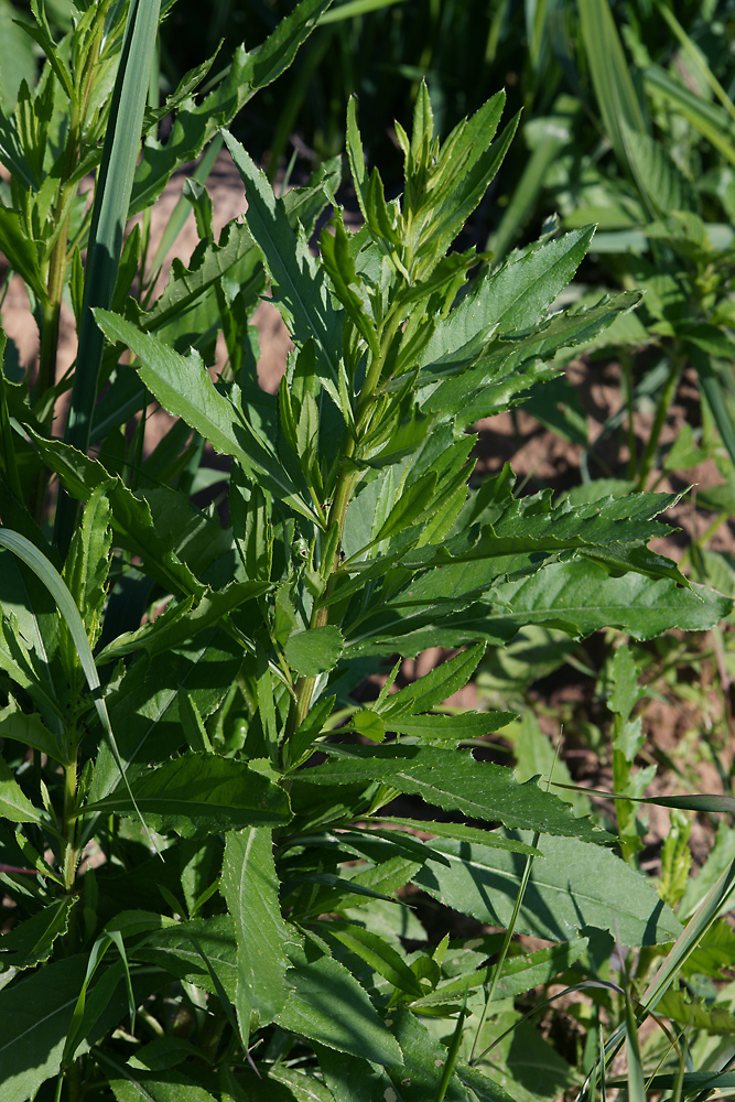 Image of Cirsium setosum specimen.