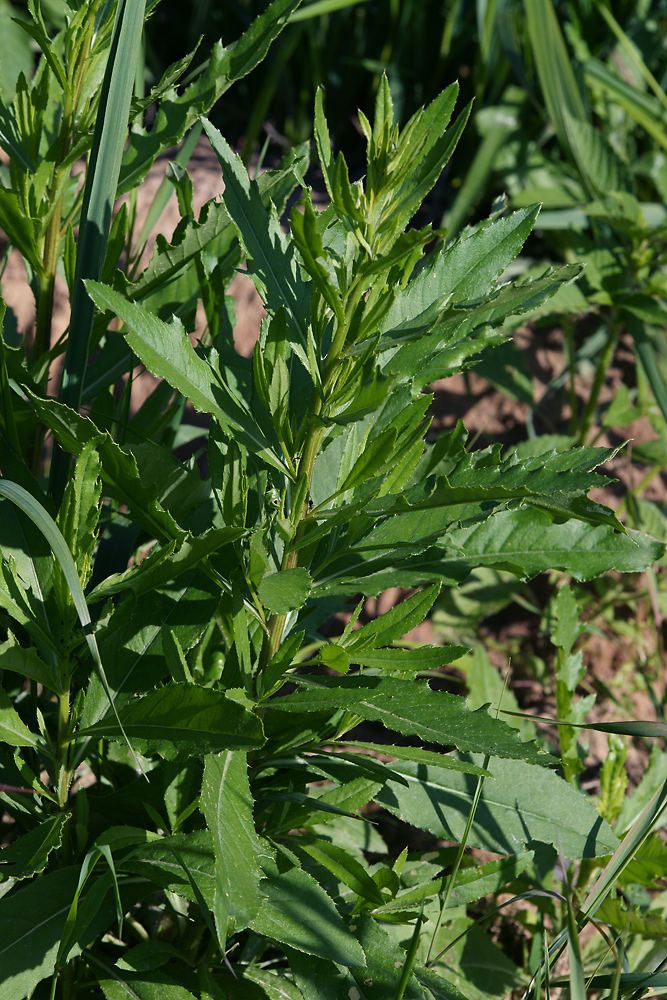 Изображение особи Cirsium setosum.