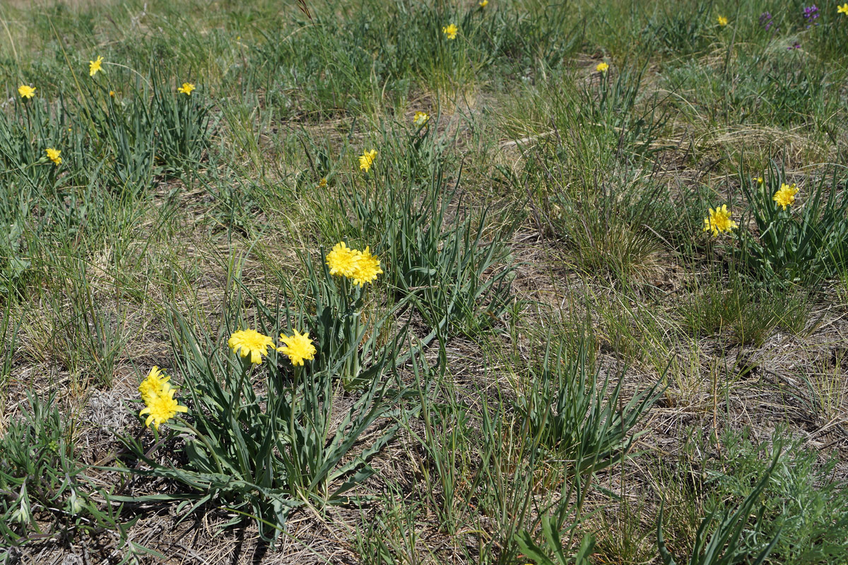 Image of Scorzonera austriaca specimen.
