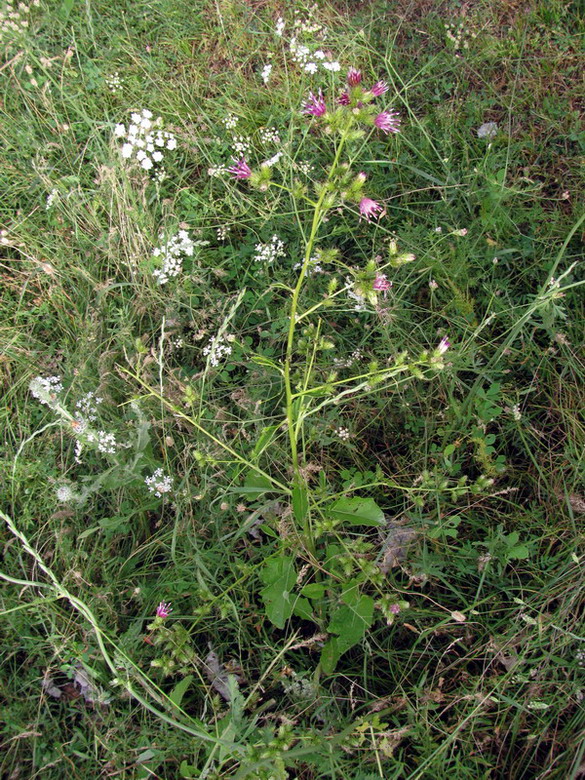 Image of Cousinia umbrosa specimen.